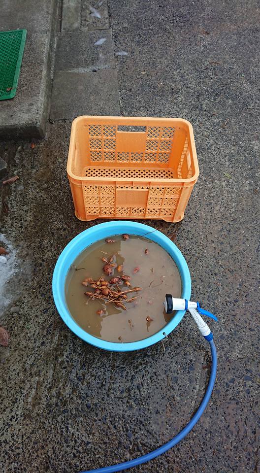 アピオスの収穫後のおおまかな作業手順が出きました-2018-02-14