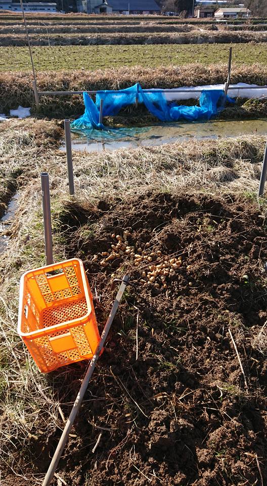 夜勤明けで午後からキクイモを出荷するつもりでしたが、中止です-2018-02-22