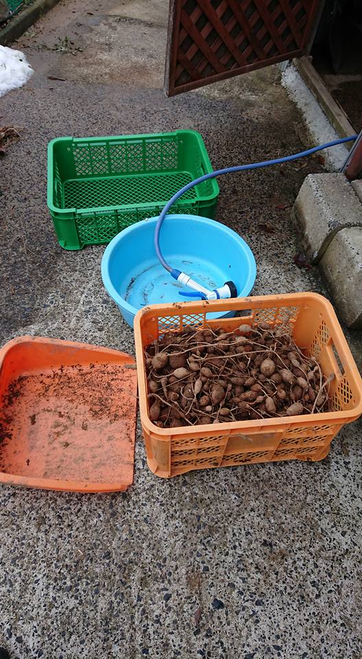 タライに水を張って浮いたアピオスの不良品と沈んだ良品の選別してました-2018-02-19