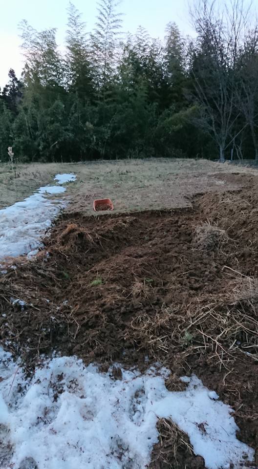 アピオス放置5年は長すぎました。せいぜい2年だと分かりました-2018-02-22