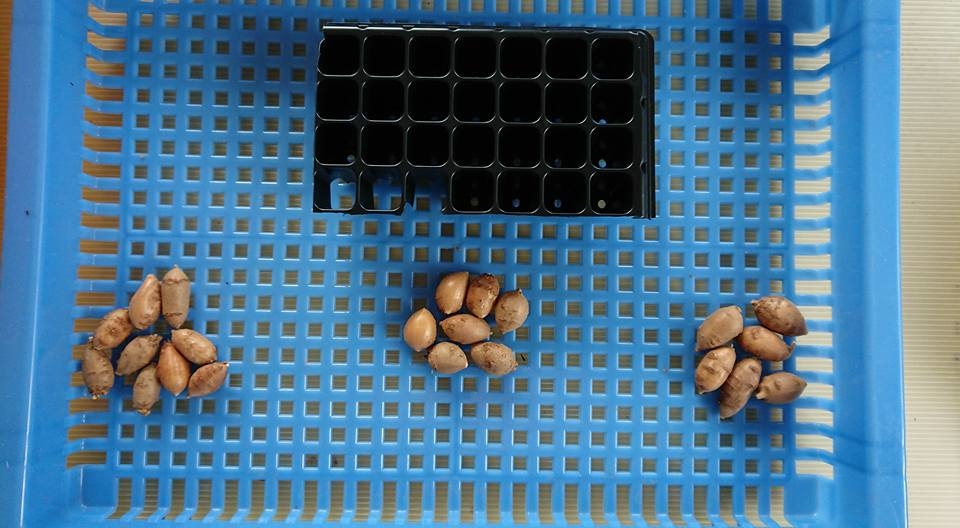 今日アピオス100g入り40パック出荷しました-2018-02-26