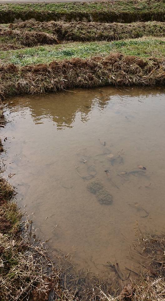 アカガエルの卵塊とイノシシの餌場-2018-02-27