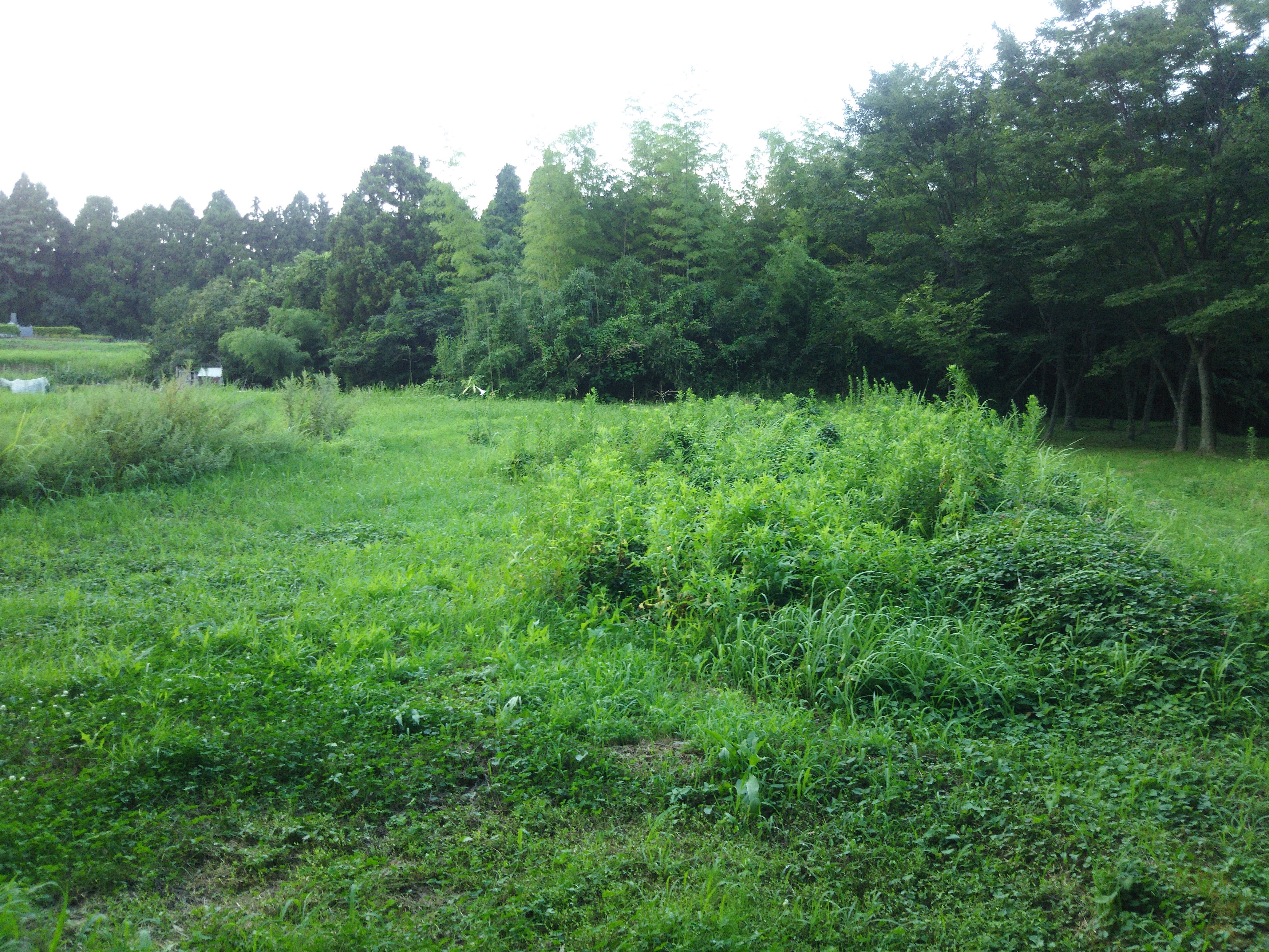 ５年間のアピオスの不耕起栽培で耕作放棄地再生のめどがつきました-2018-02-03