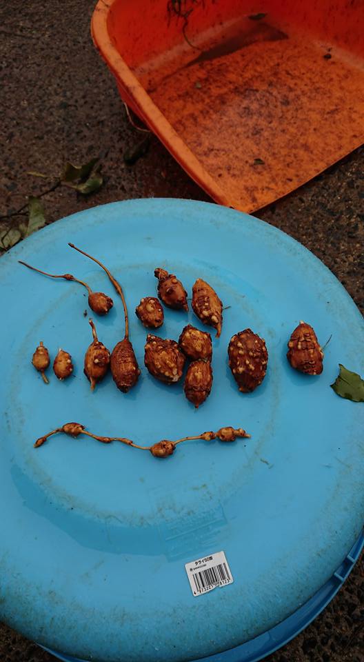 昨日アピオスを出荷しましたが、3.0kgだけでした-2018-03-02