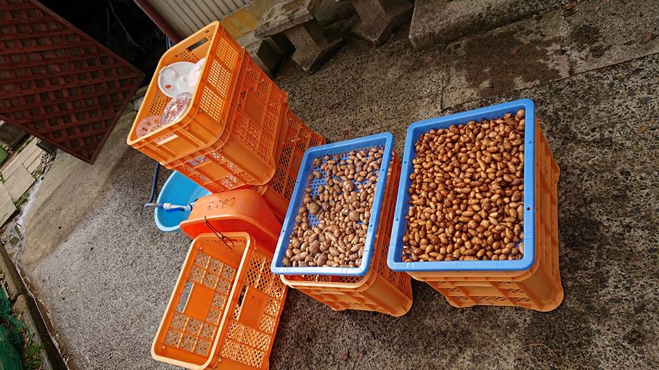 アピオスを出荷しましたが、今回で最終になります。買ってくださって、ありがとうございました-2018-03-14