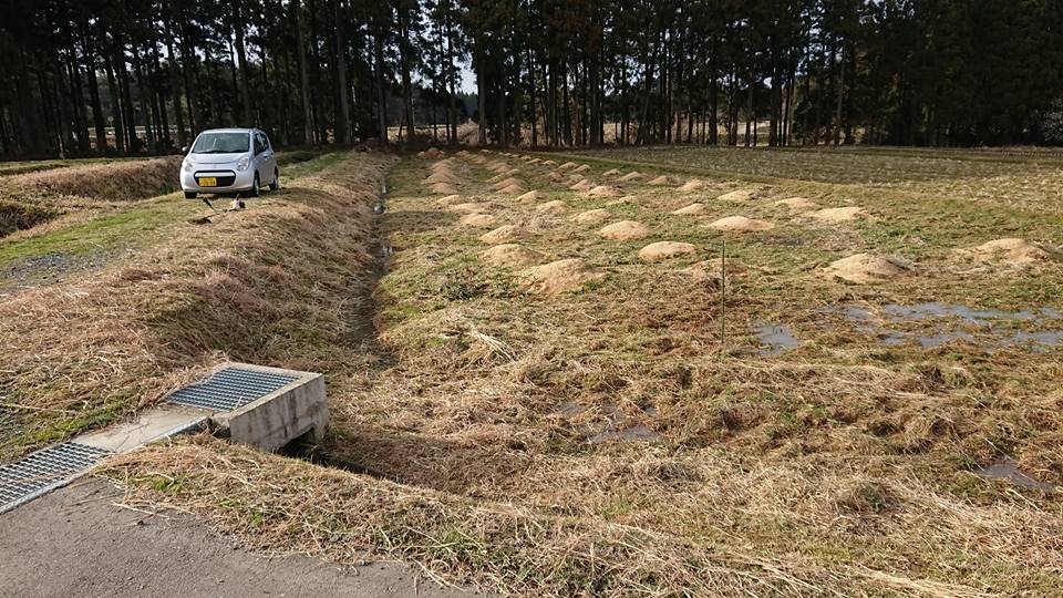 これで天然のフキ畑が出来ます。すすきはわざと残してます-2018-03-16