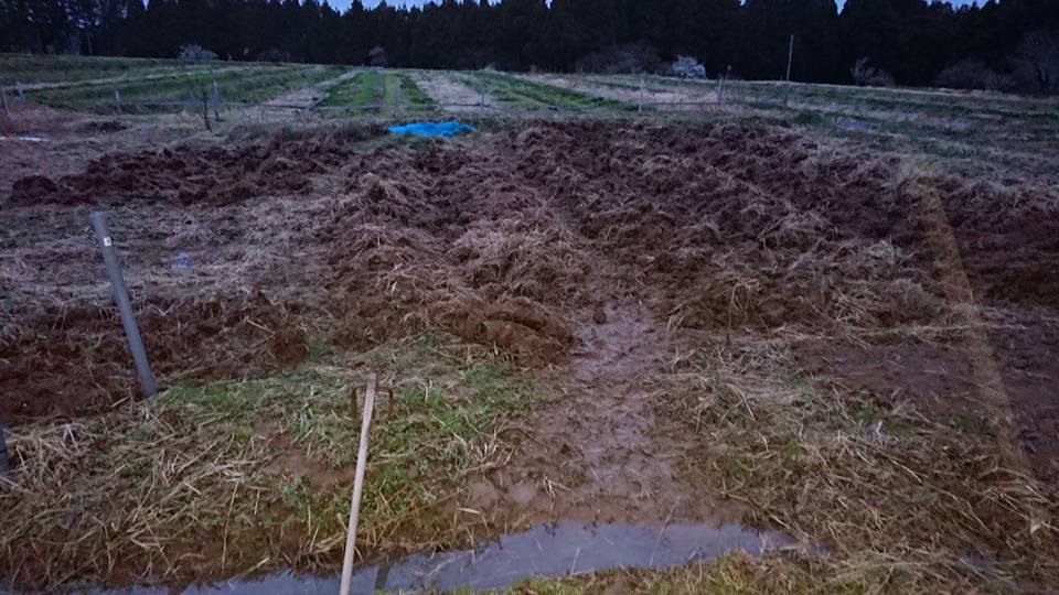 西洋わさびを掘ろうとしたけど、全滅したぽい-2018-03-22