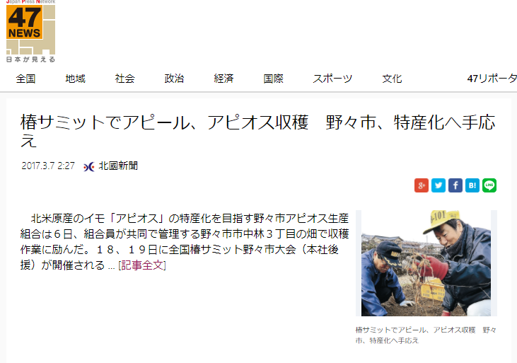 ヤーコンは野々市市の特産品ですが、アピオスも産地化を進めています-2018-03-22