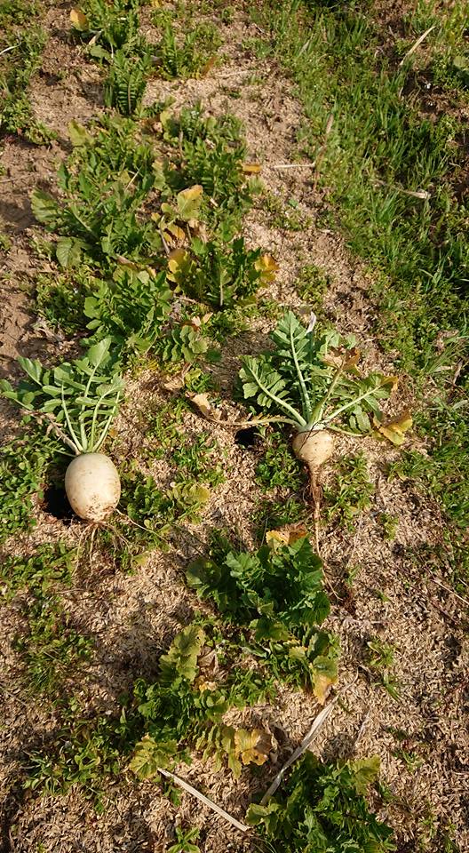 親田辛味大根の自家採取素材で面白い形のものが手に入りました-2018-04-01