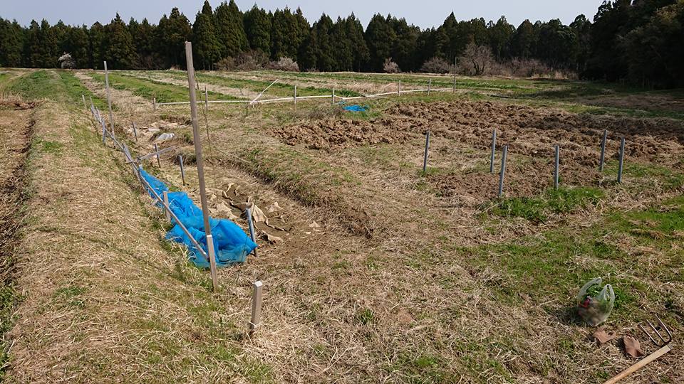 西洋わさびが全滅した原因は土壌の乾燥だと思う-2018-04-02