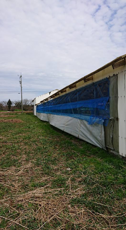 ぼかし製作倉庫の破れた側面のシートを再利用です-2018-04-05