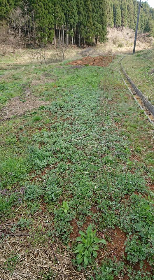 ペパーミントはヨモギに負けました-2018-04-13