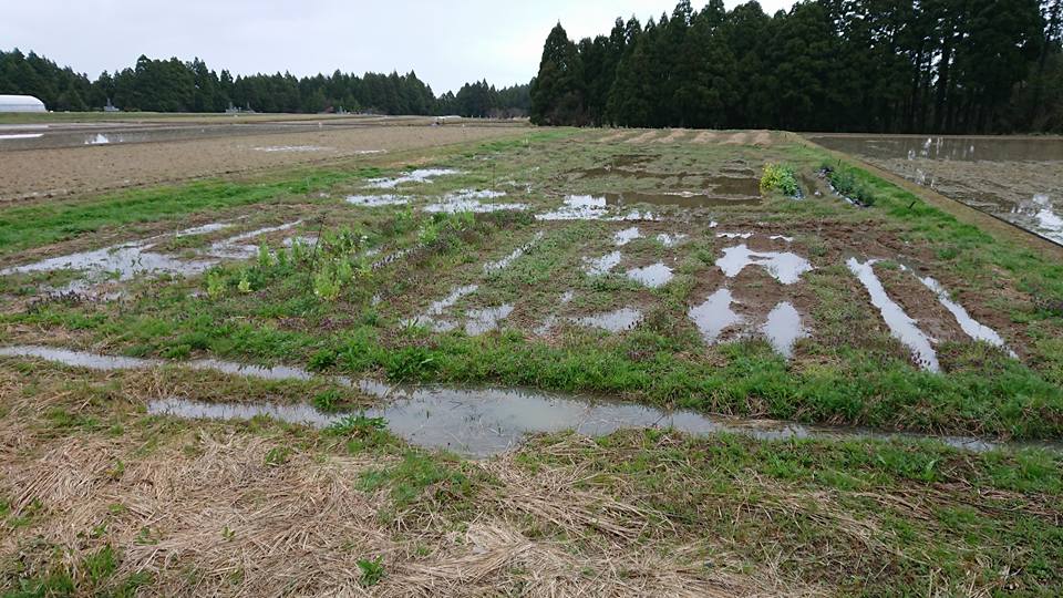 セイタカアワダチソウだらけの場所をアピオス畑に改造中です-2018-04-15