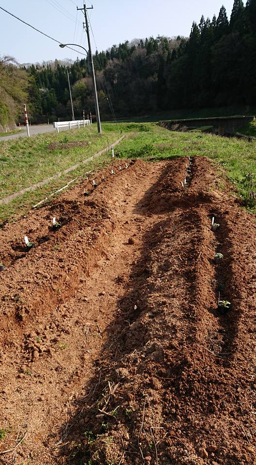 ヤーコンのポット苗20株の定植終わりました-2018-04-19
