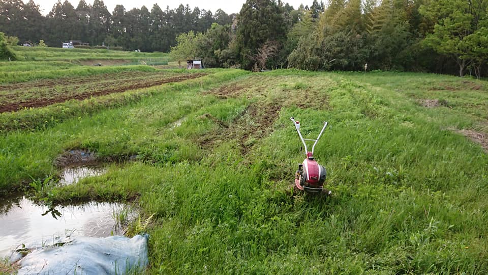 去年の秋そばのこぼれた種が発芽してました-2018-05-10