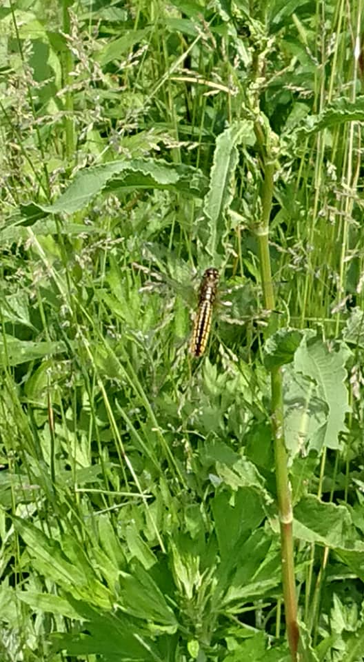 自家採取用の親田辛味大根のさやです-2018-05-27