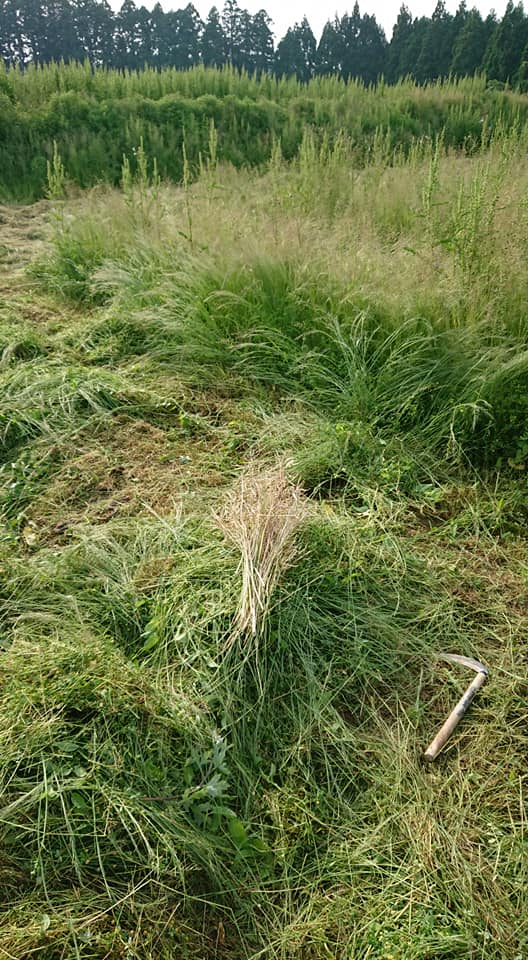 2016年10月に種まきした三陸つぼみ菜です-2018-05-29