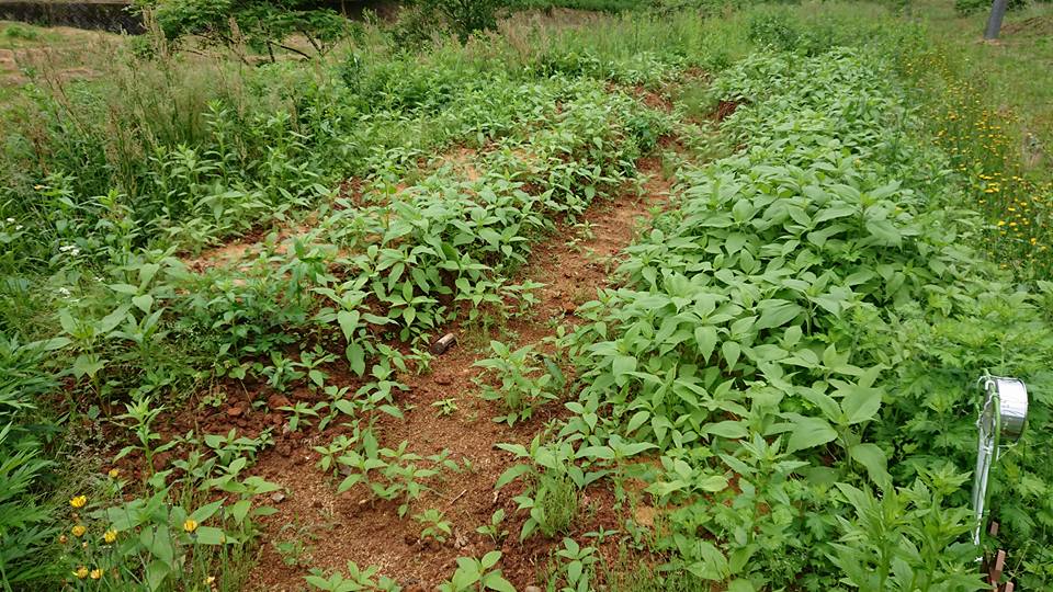 試験栽培中のヤーコンです-2018-06-01