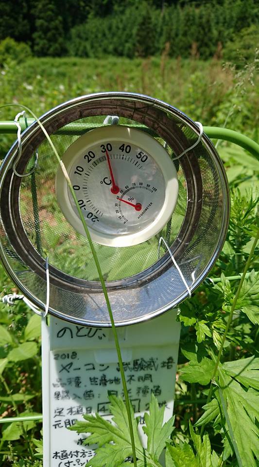 試験栽培のヤーコンうねの除草と中耕終わりました-2018-06-04