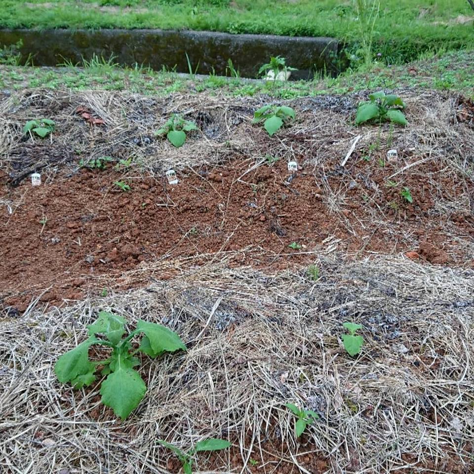 今年から試験栽培しているヤーコンです-2018-06-20