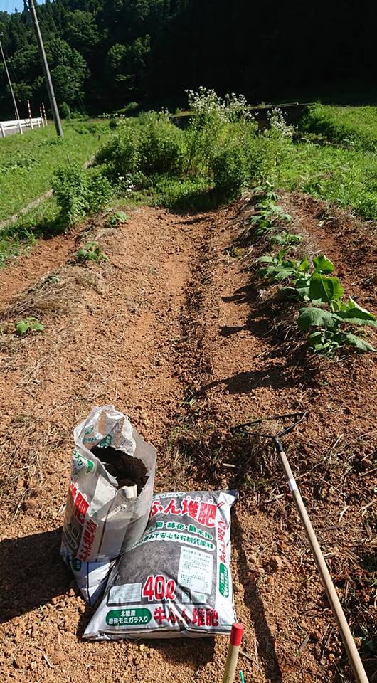 ヤーコンに富山県産のもみがら入り牛ふん 堆肥を80リットル分追肥です-2018-07-02