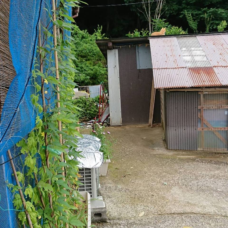 台風7号の雨の中、セスバニアを種まき-2018-07-05
