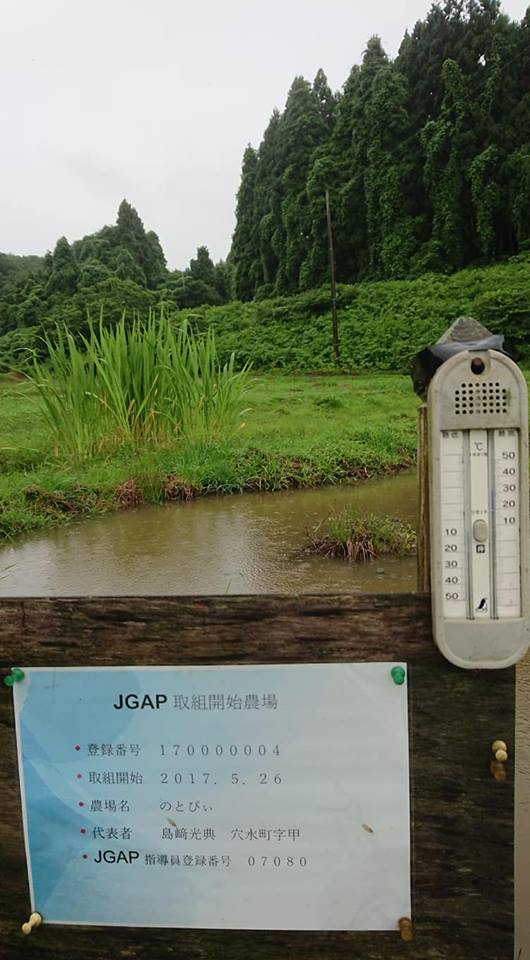 マイクロキュウリ、やつふさとうがらし、セスバニアの種まき-2018-07-06