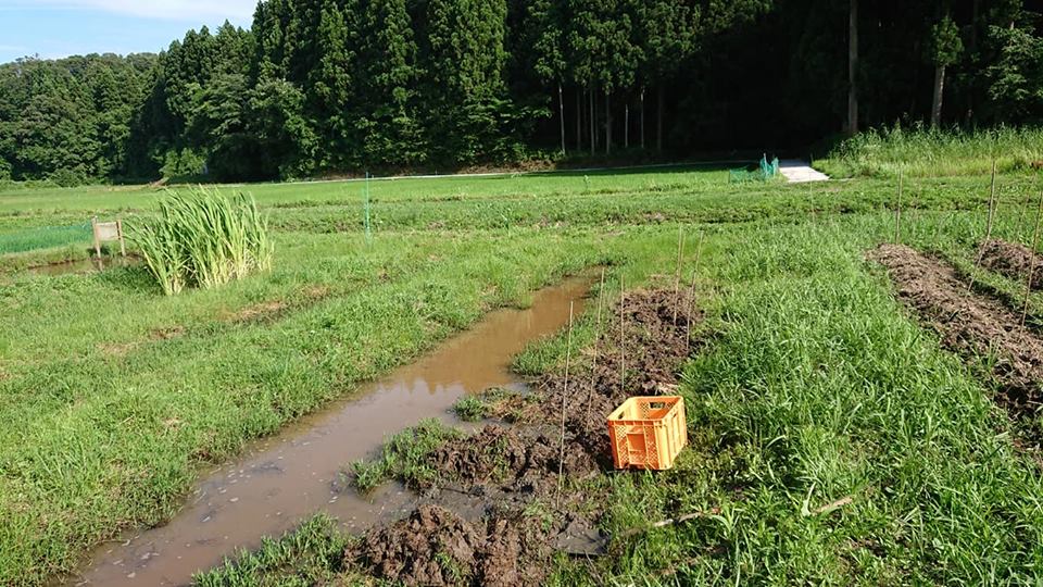 里芋のやつがしらを今日掘り起こしました-2018-07-10