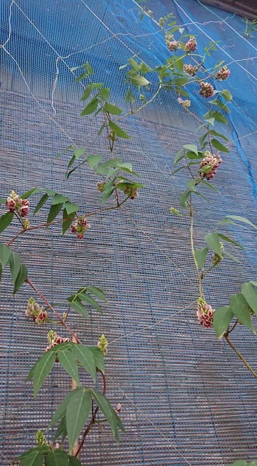 アピオスが花を咲かせました-2018-07-17
