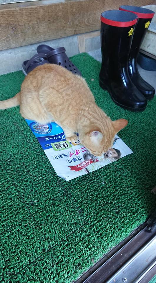 「マコモ」は少し生き残りました-2018-07-23