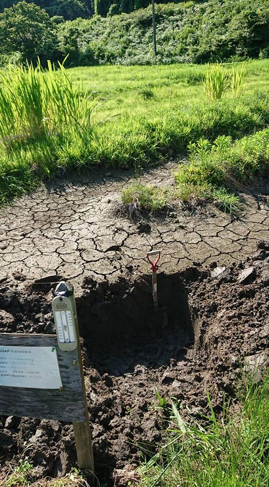 連日の猛暑で水が干上がりました-2018-07-22