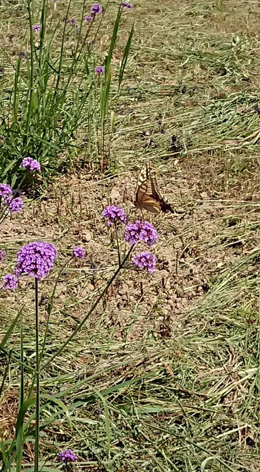 能登半島は台風の雨の被害がほとんどないので深刻な水不足です-2018-08-01
