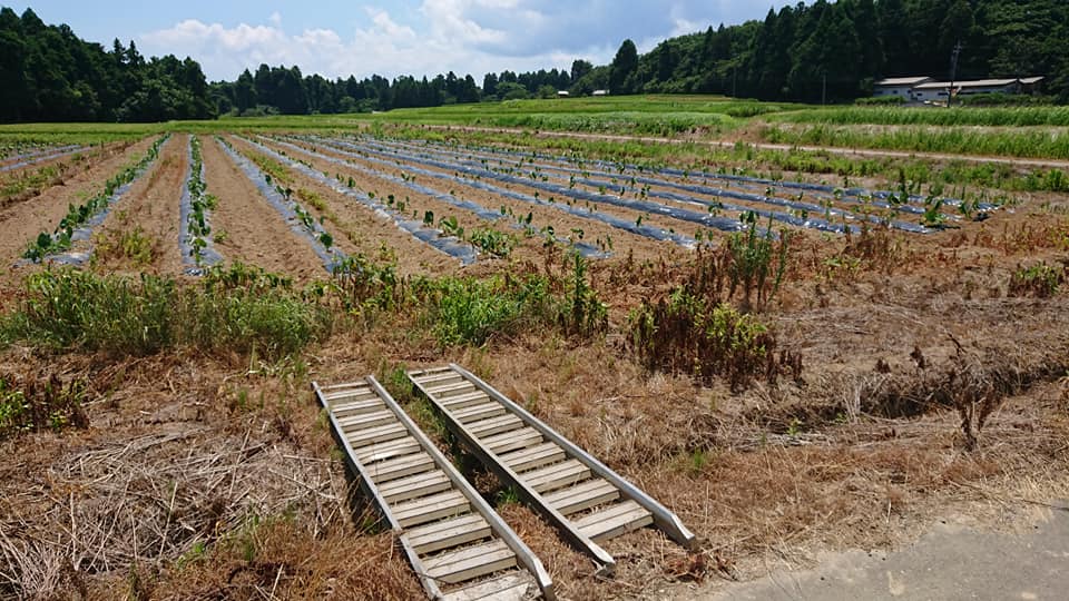 隣は今年はサトイモ植えてます2018-08-04