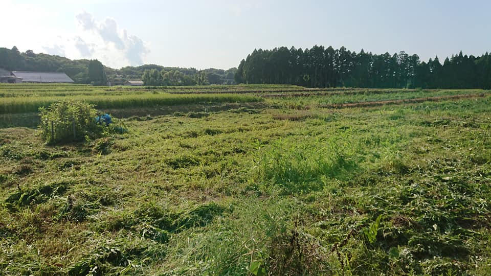 石川県のアジアGAPの指導員の宮城さんにほ場の案内をしてました-2018-08-03