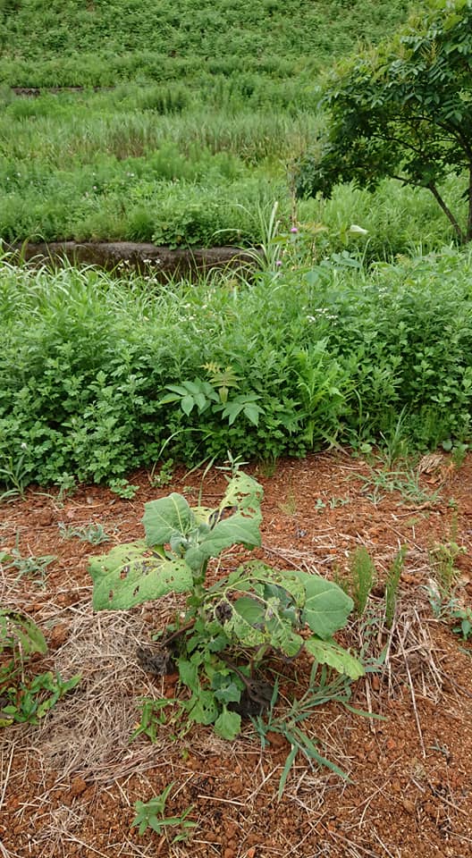 ヤーコンの試験栽培の途中経過-2018-08-06