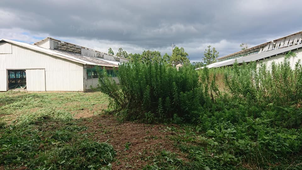 アップルミントを残して草刈り-2018-08-08