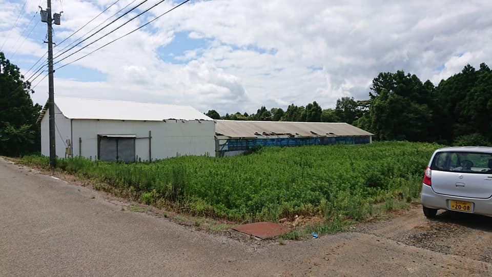 鶏舎の片面にアップルミントを植えてみました-2018-08-07