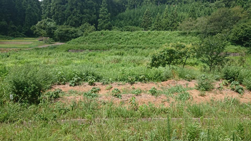 刈った草をヤーコンのまわりに集めて緑肥と暑さ避けを兼ねてます-2018-08-11