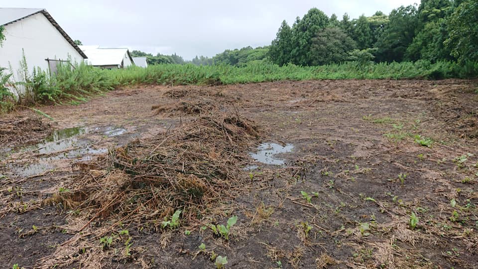 倉庫の外壁に虫除けと雑草を抑制するためにアップルミントを移植しました-2018-08-17