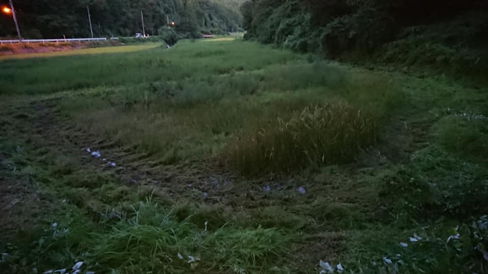 いのしし来てますが、アピオスは食べていないようです-2018-08-22