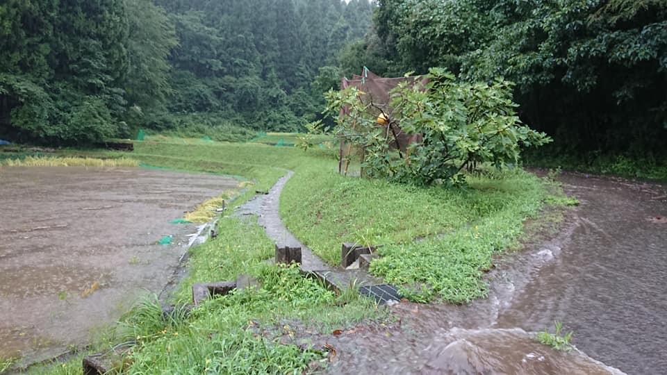 能登は大雨ですが、ヤーコンは大丈夫みたいです-2018-08-31