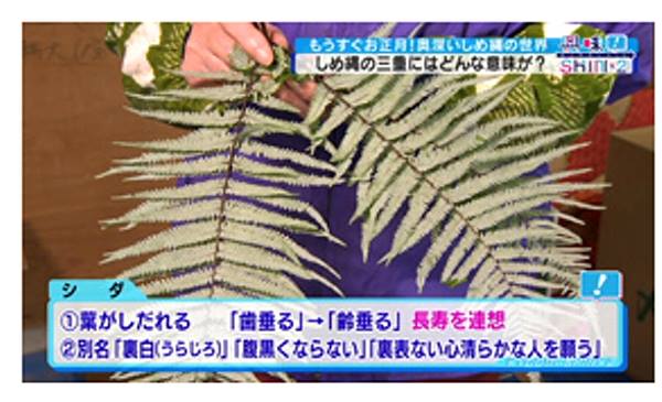 裏白の採取を金沢中央卸売市場さんから私が今年に入って頼まれました-2018-09-03