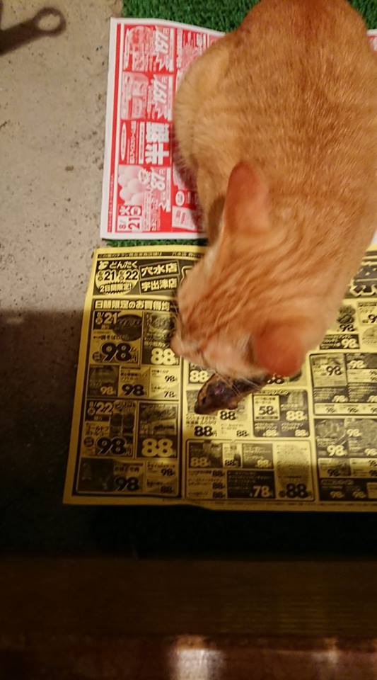 野ネズミ捕まえてきました-2018-09-03