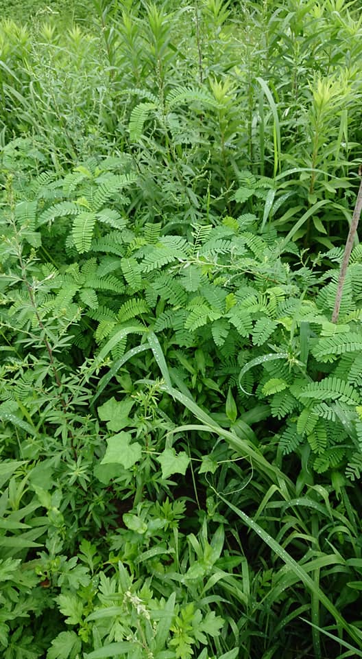 マイクロキュウリは栽培可能みたいです-2018-09-03