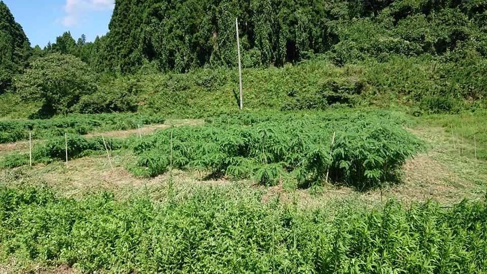 昨日9月4日の最高気温が38度でした-2018-09-05