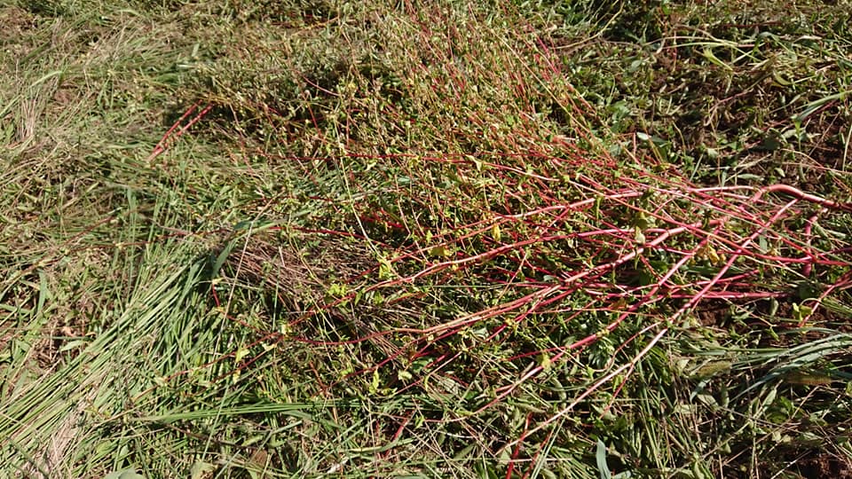 秋そばは春に種まきしてもダメというのがよく分かりました-2018-09-07
