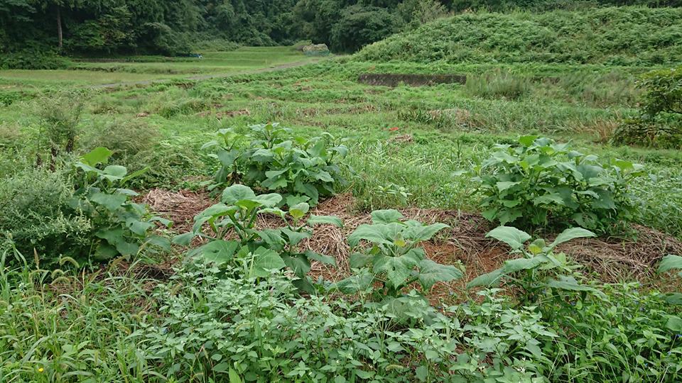 ヤーコンは今年の猛暑で大きな被害が出ています-2018-09-26