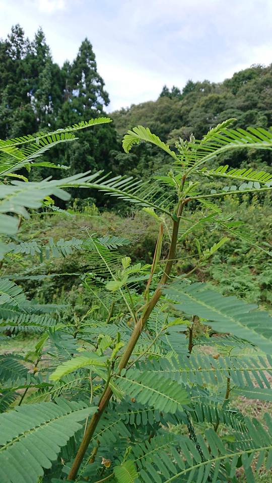 今年は入り江の奥のほ場はセスバニアの畑になりました-2018-10-02