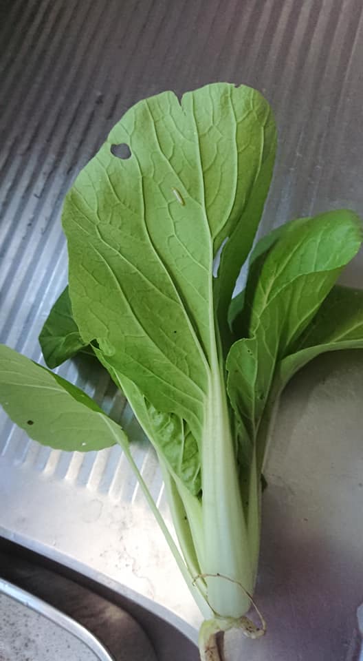「大阪しろな」は無農薬だと葉っぱが虫食いだらけになりました-2018-10-08