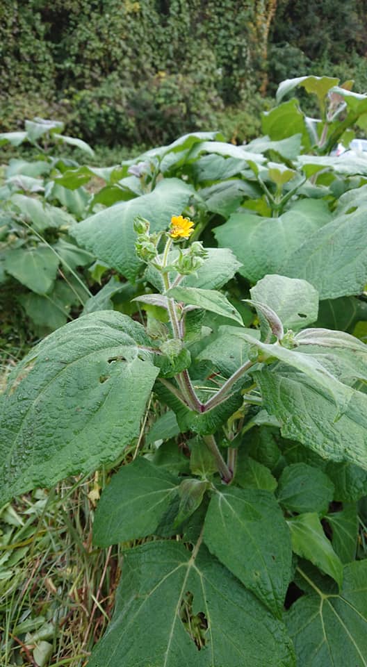 ヤーコンは花が咲き始めました-2018-11-03